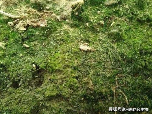 腐殖煤与腐泥煤成因的主要特征