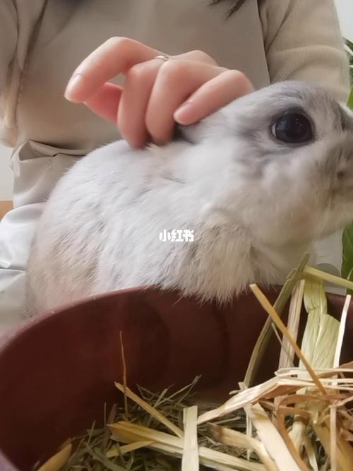 侏儒兔知道饱吗