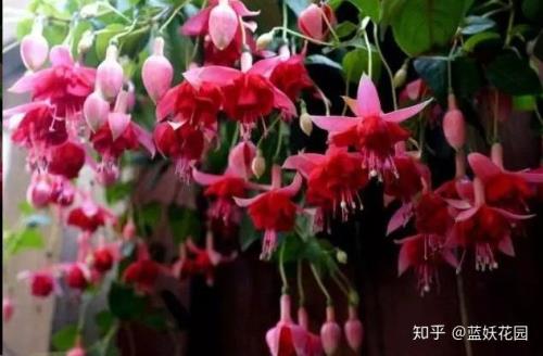 吊钟植物为什么国内不培育