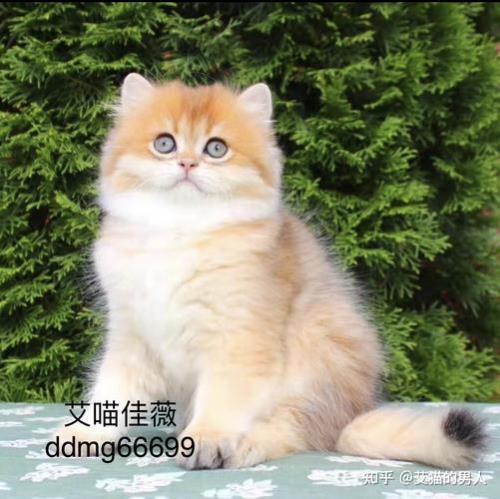 金渐层和暹罗配出来什么样子