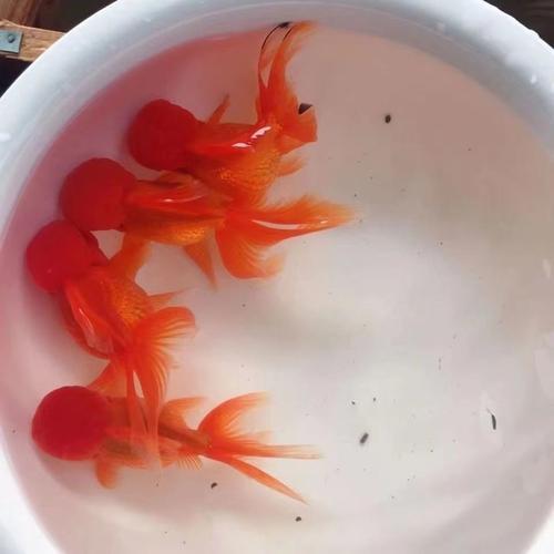 狮子头金鱼饲养技巧