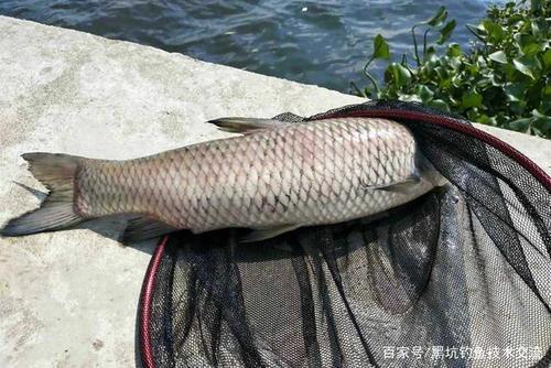 鱼竿平地钓1斤能钓多重鱼