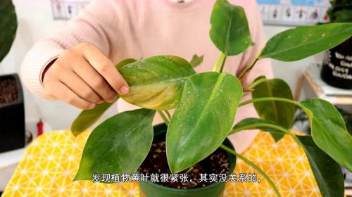 小叶金钻的养殖方法和扦插方法
