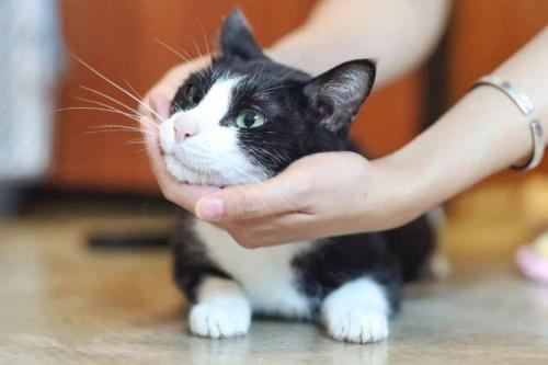 最通人性的猫