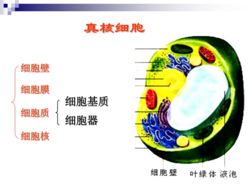 细胞的基本结构包括哪些