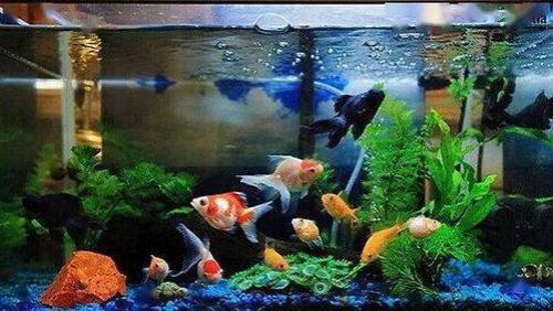 定水的时候可以喂鱼吗