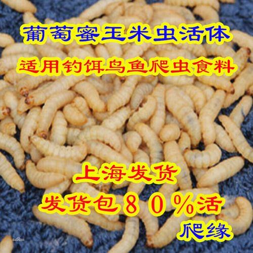 葡萄蜜虫养殖方法