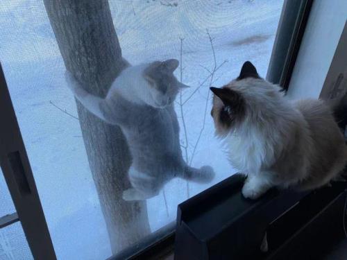 猫四楼跳窗活的几率大吗