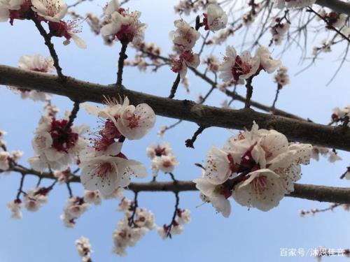 风吹杨柳满树花歌词