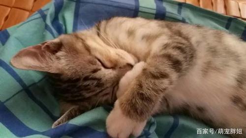 猫猫白天躲到被窝里是怎么了