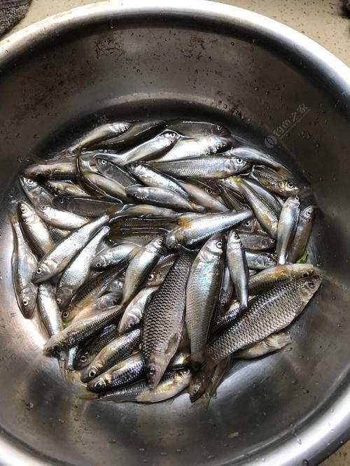 晚口鱼在深水还是浅水