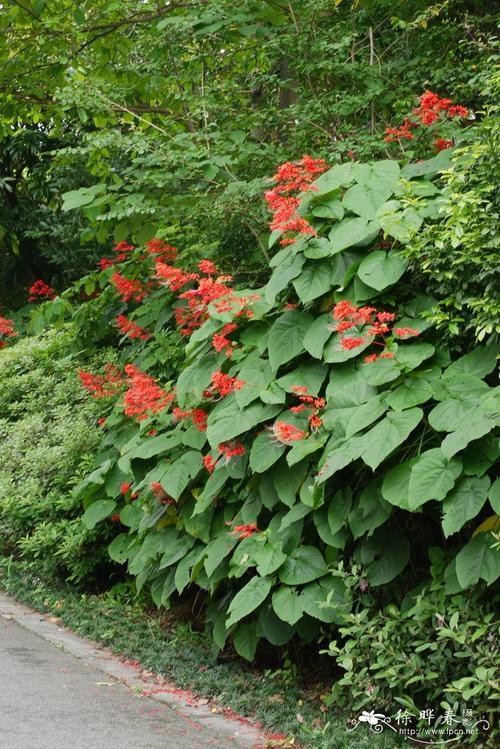 赪桐花语