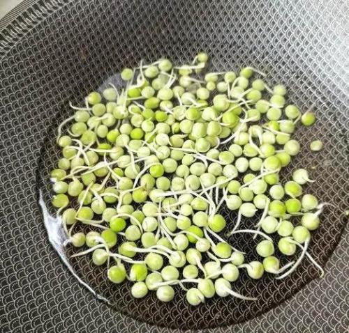 豌豆分开成两半还能发芽吗