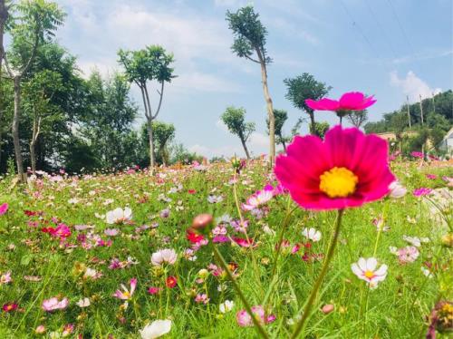 山上格桑花原唱