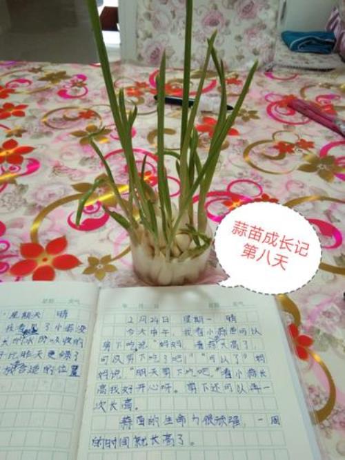 蒜苗生长周期是多少天