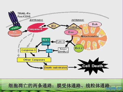 细胞凋亡的概念解释