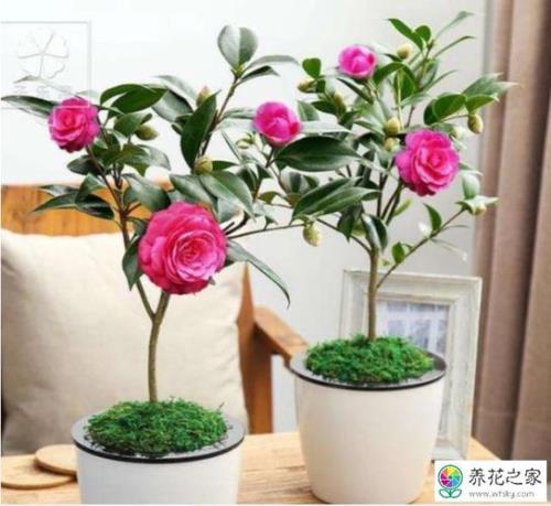 山茶花什么时候开花