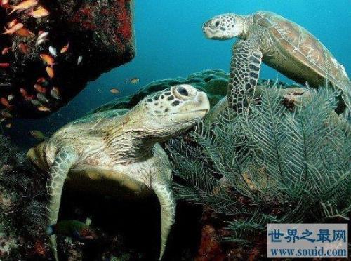 海龟最长寿命可达几百岁