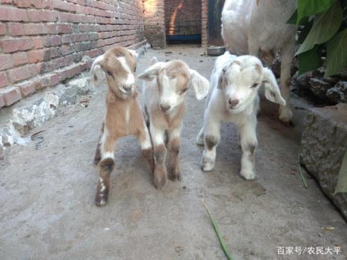 羊下奶最快的土方法
