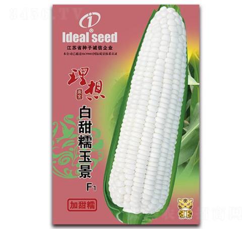 军辉6180玉米种子怎么样