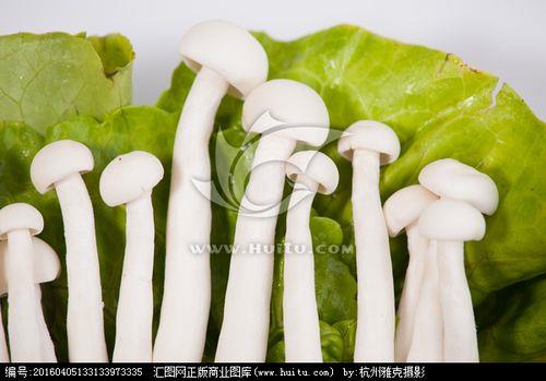 白蘑菇怎么白蘑菇的储存方法