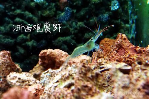 苏虾多久能繁殖