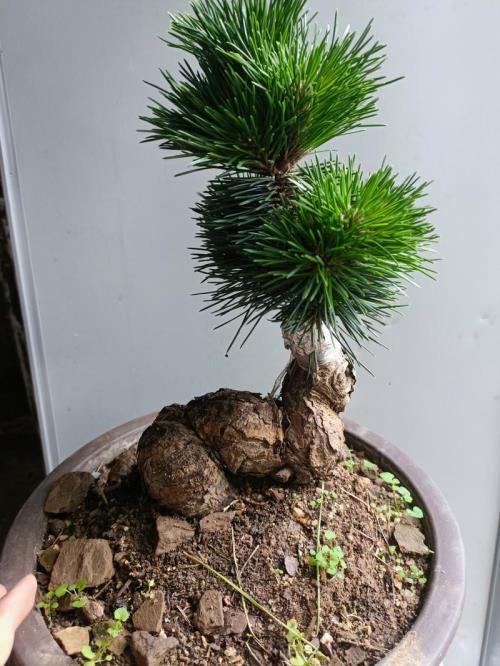 千寿丸可以晒太阳吗