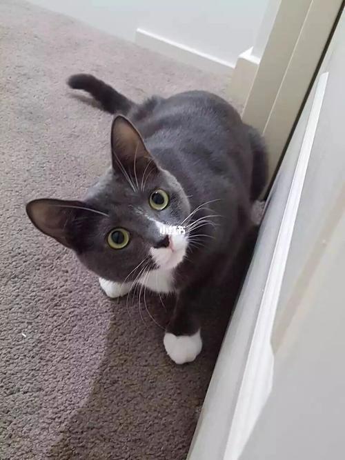 奶牛猫和蓝猫的混血属于什么猫