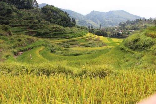 谷子成熟弯着腰，随风摇曳的句子