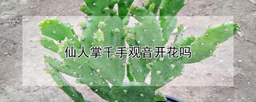 千手观音仙人掌有什么用处