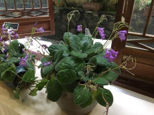 苦苣苔花猫脸养殖方法