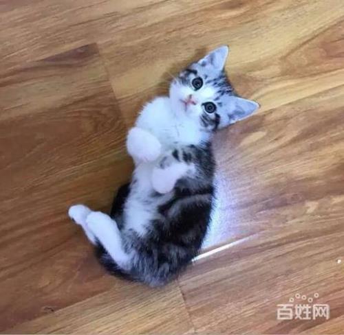 虎斑和虎斑配出来是什么