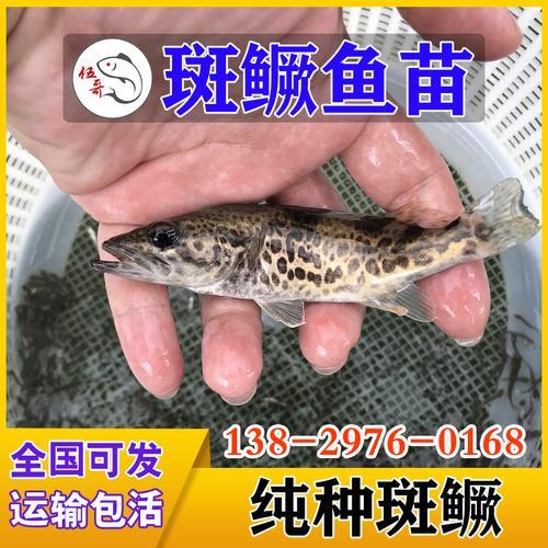 斑鳜养殖利润