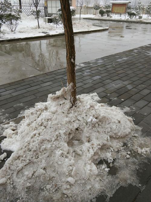 雪为什么会压倒树