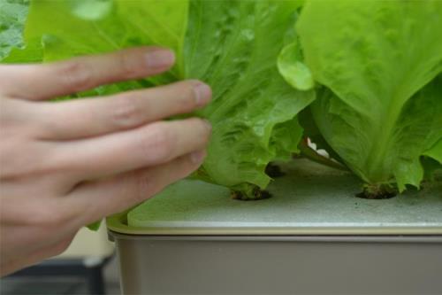 水培生菜不出根