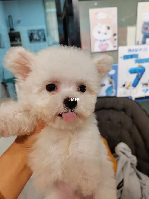 比熊吐舌头教程