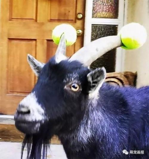 卷羊角是什么羊