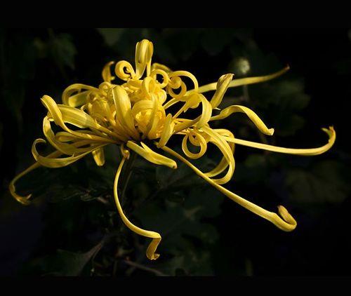 菊经风霜分外娇的意思