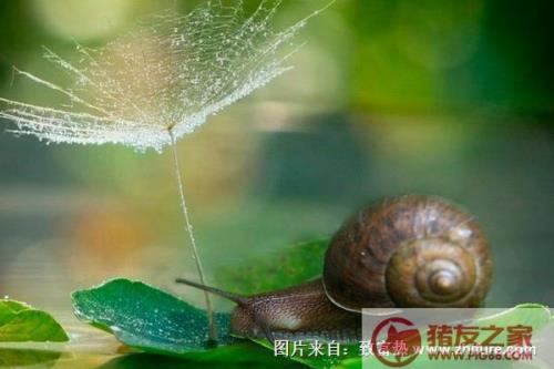 蜗牛是怎样过冬的