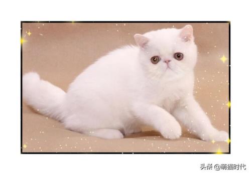 白色的猫有什么品种