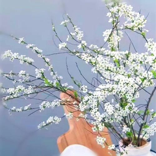 干枝雪柳几天发芽