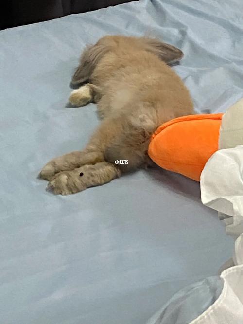 兔子尿床上可以不洗吗