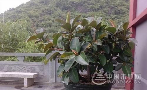 橡皮树什么品种长得大