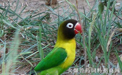 六个月大的牡丹鹦鹉可以吃什么