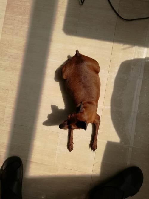 繁殖犬一年能生几窝