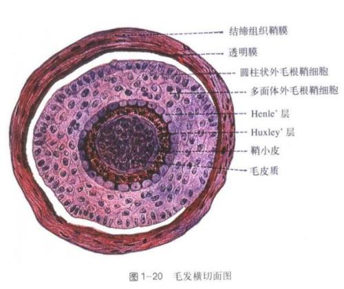 毛发的结构