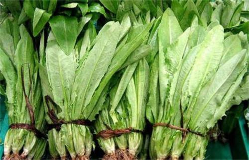 油麦菜成熟时间