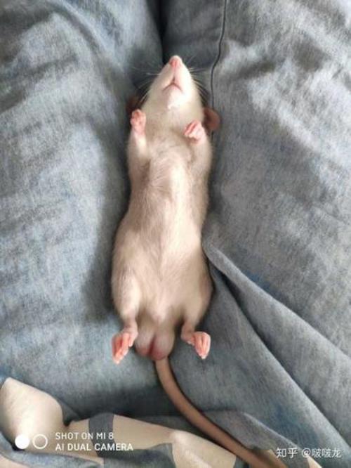 花枝鼠可以吃什么人类食物