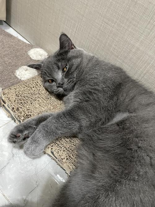 五个月的蓝猫10斤正常吗
