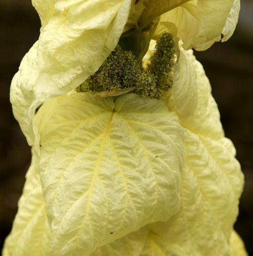 塔黄为什么受国家保护植物